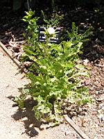 Chardon (01) (Photo F. Mrugala)